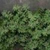 Euphorbia Humifusa P.E.